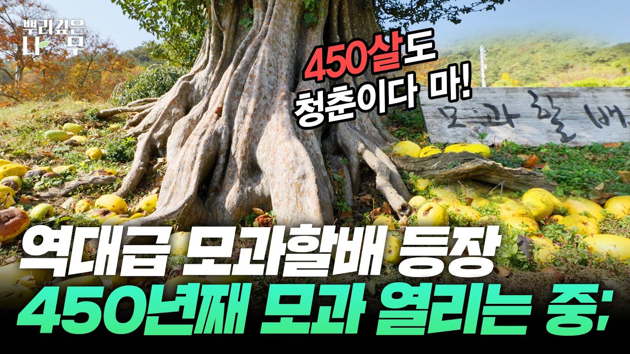 창녕 시골마을 펜션에 있는 역대급 모과나무! 450살에 아직도 모과열매가 가득😲🥭 #모과나무｜MBC경남 221116 방송