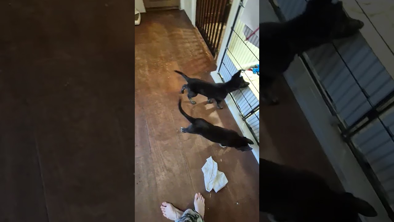 D LITTER 3-14-2026 JUMPING