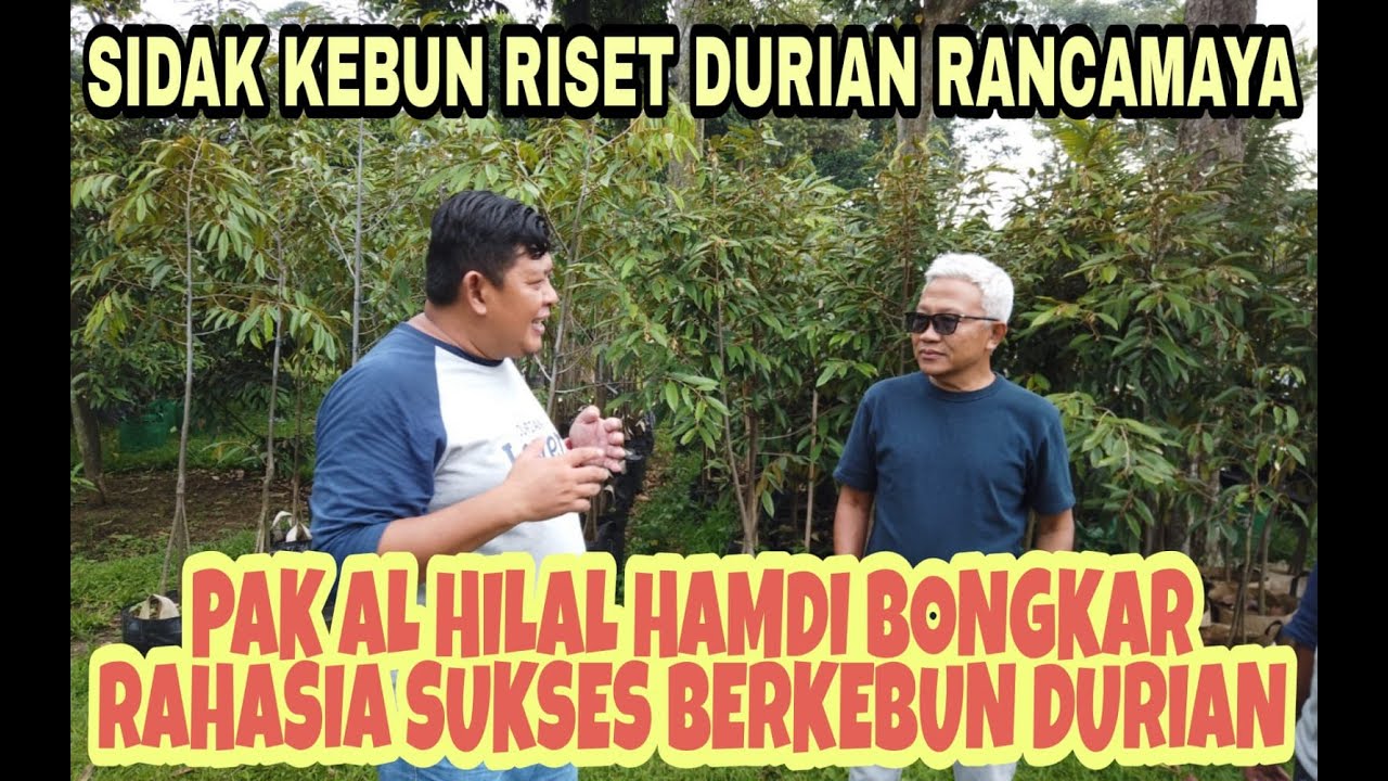 INSPIRATIF!!! KEBUN RISET DURIAN RANCAMAYA BERBUAH LEBAT // RESEARCH DURIAN GARDEN IN RANCAMAYA