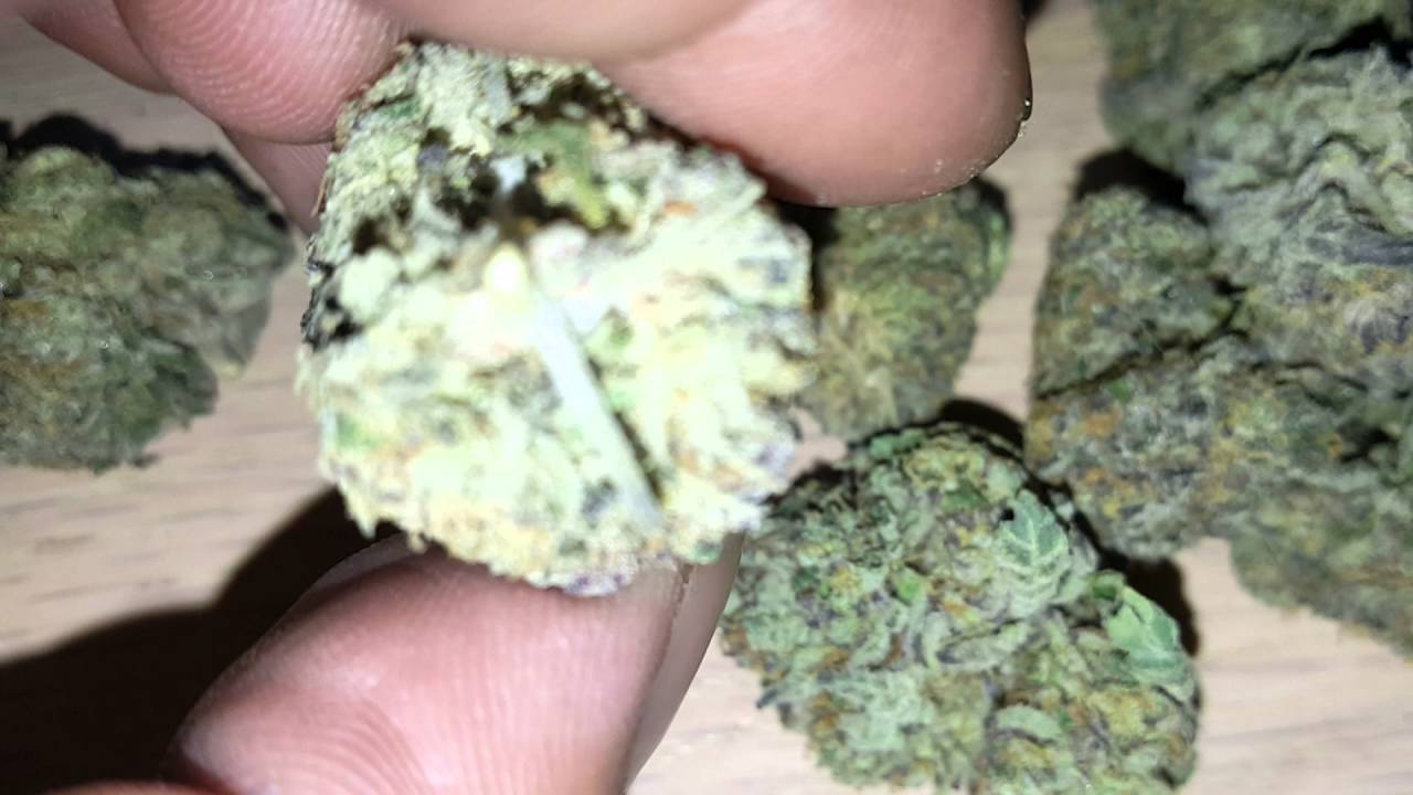 GELATO #33 AKA LARRY BIRD