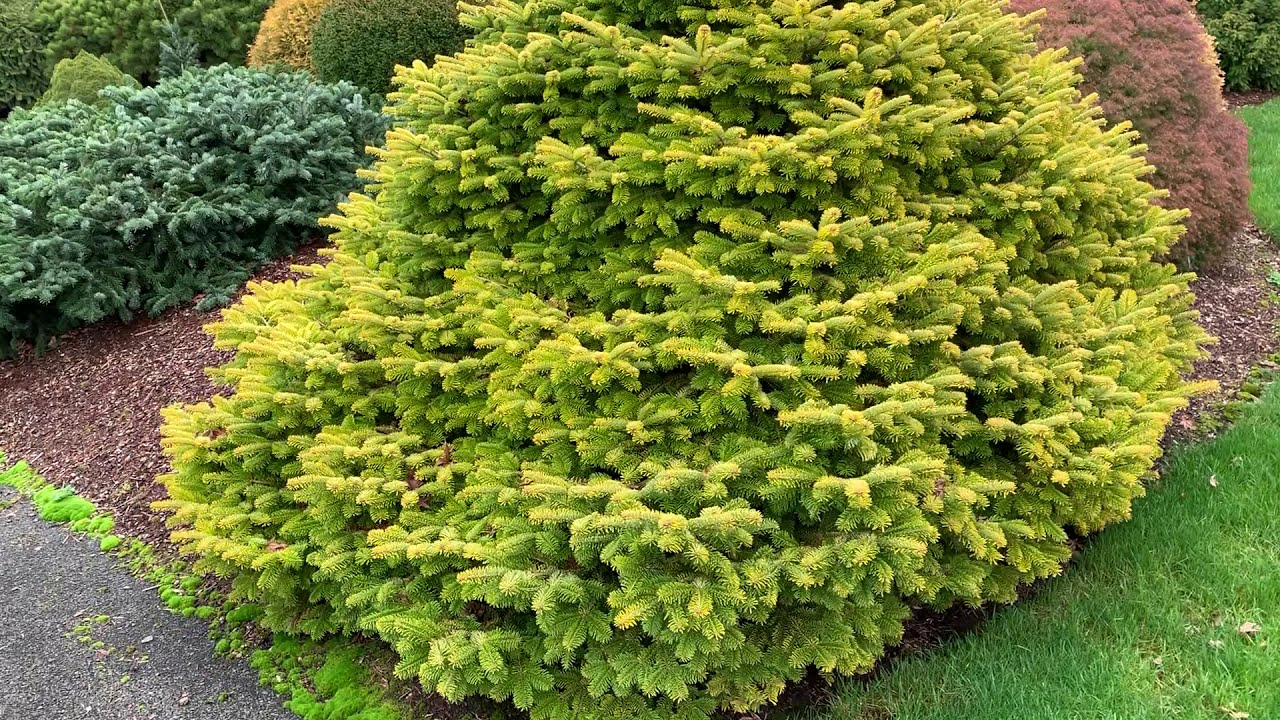 Abies nordmanniana 'Golden Spreader' Dwarf Golden Caucasian, One of our favorite conifers!