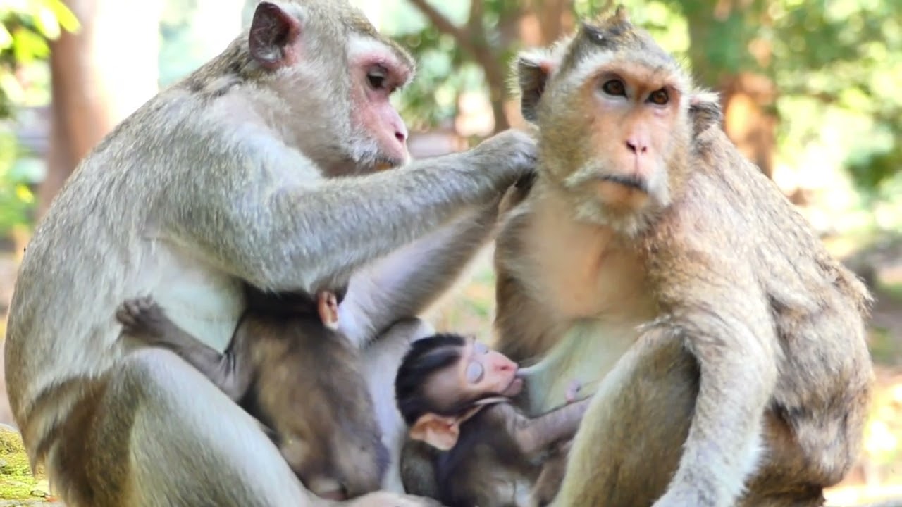 Piper monkey family give Aprile monkey help her health care, They always help each other every time