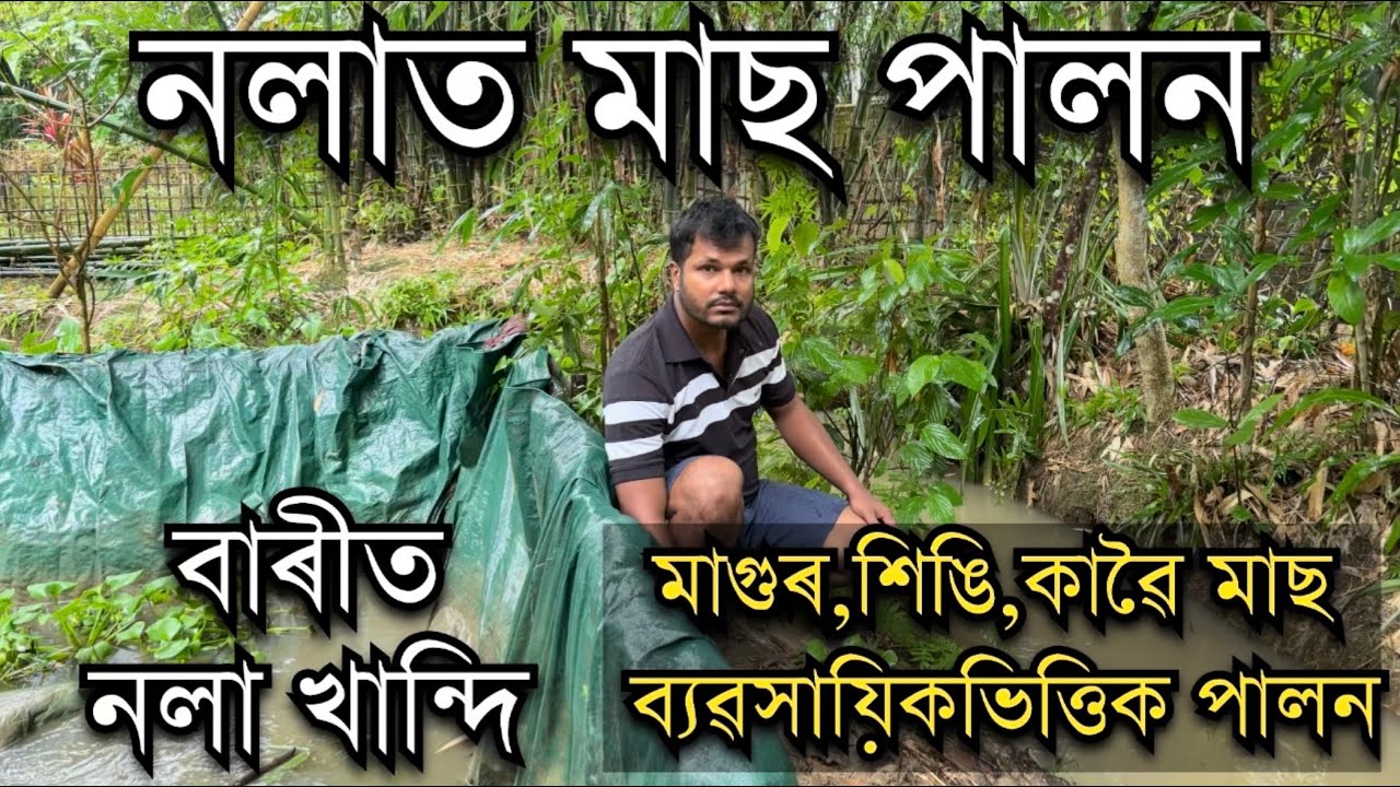 নলাত মাছ পালন। Fish farming। No Pond fish farming Assam ॥Farming in Assam॥Fish farming in Assam। 