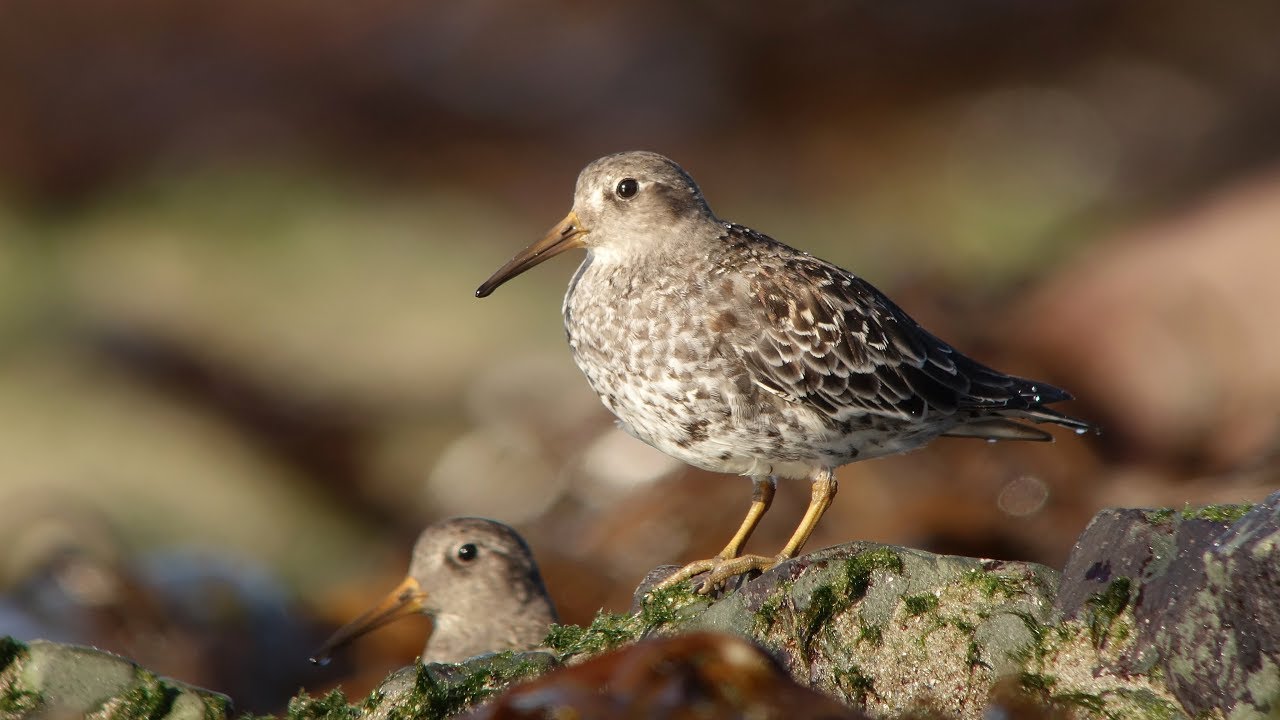 Purple Sandpiper in the arctic circle