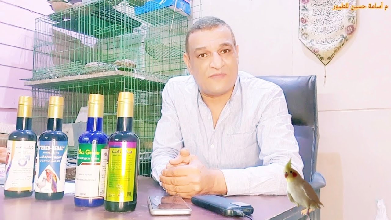 الجرش للحمام والتحديق للعصافير والبغبغنات أهميته وخطورته ركز بالله عليك #حمام #عصافير #طيور #birds