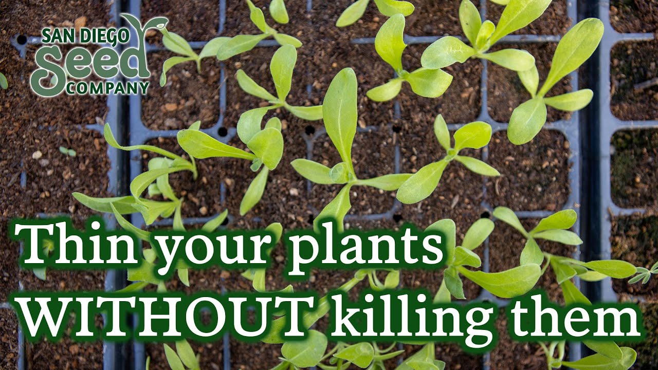 How to THIN (& TRANSPLANT) your seedings & why your plants NEED you to do it