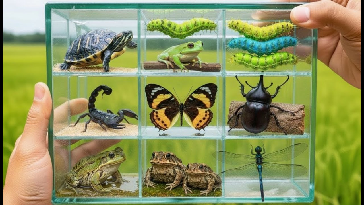 Bug Hunting Adventure: Discover Frogs, Toads, Scorpions & More in the Garden! #naturelovers