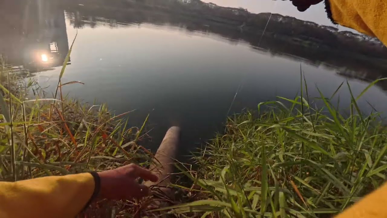 SnakeHead or Dalag sa Taiwan | Feb 20 2026