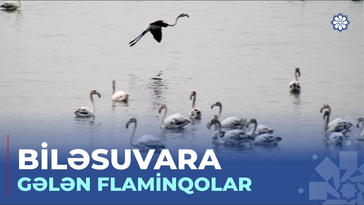 Flaminqolar Mahmudçalaya bu il vaxtından əvvəl gəlib...