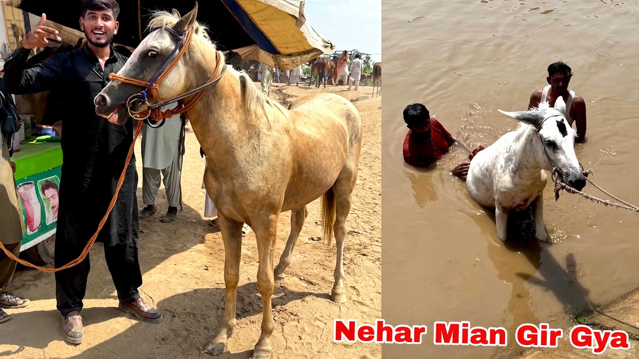 FINALLY BUY A HORSE MANDI SY HORSE 🥳 HORSE NEHAR MIAN GIR GYA 💔