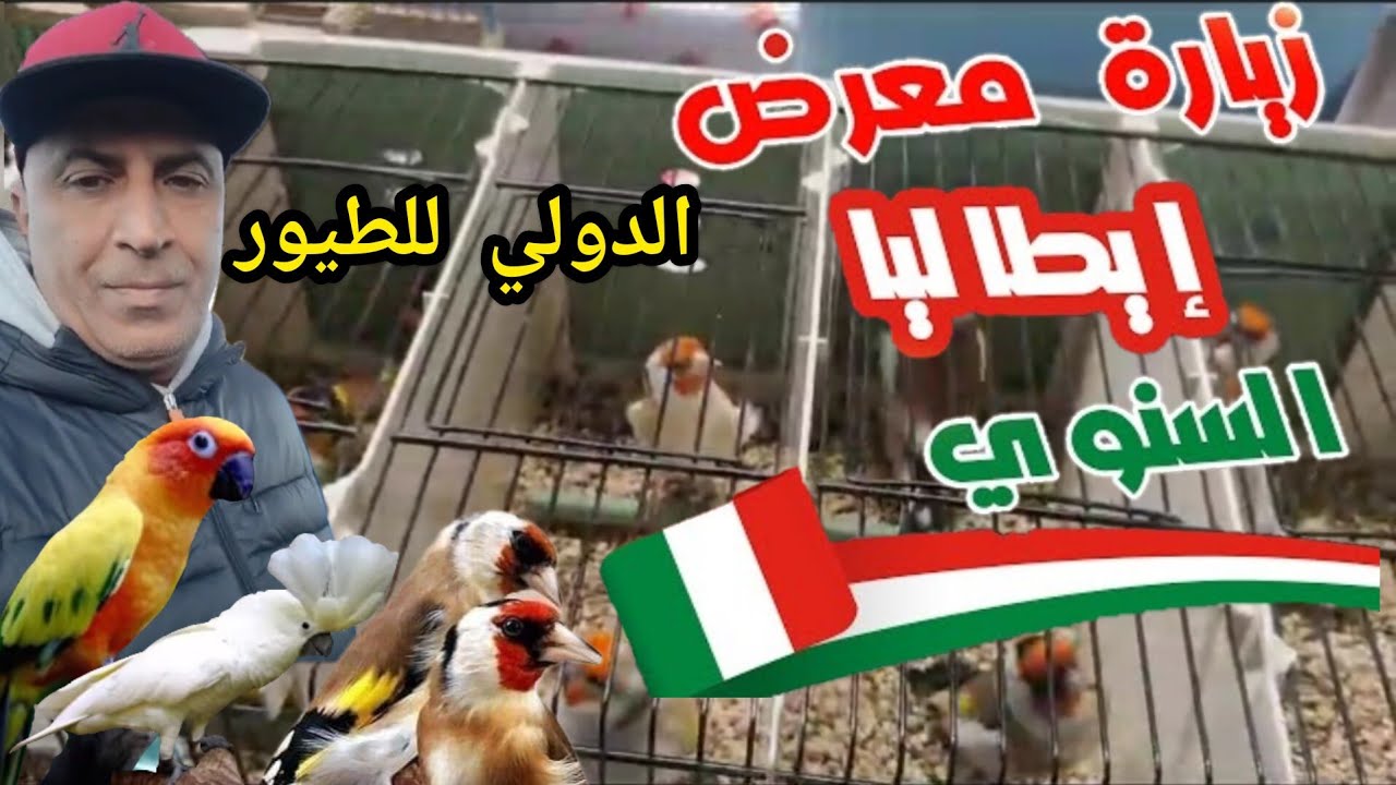 جولة في المعرض الدولي في إيطاليا 27/11/2023 مدينة modena  جميع أنواع الطيور والببغاء وجميع طفرات