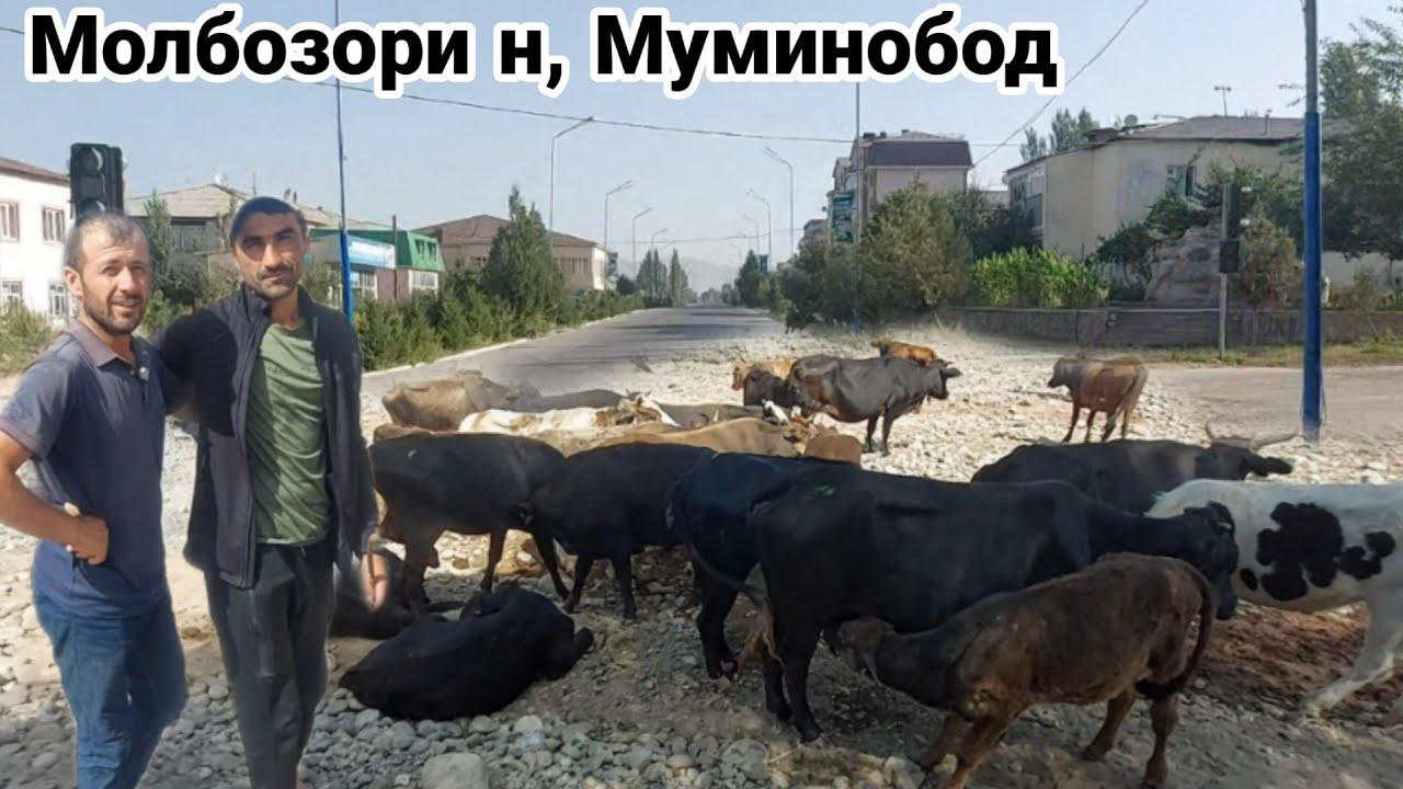 Молбозори Муминобод рафтем бубинед нарх дар Кухистон чихелай 23 июля 2022 г.