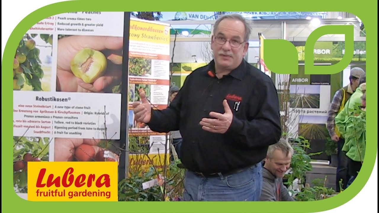Robust Apricots – A New Type of Stone Fruit from Lubera