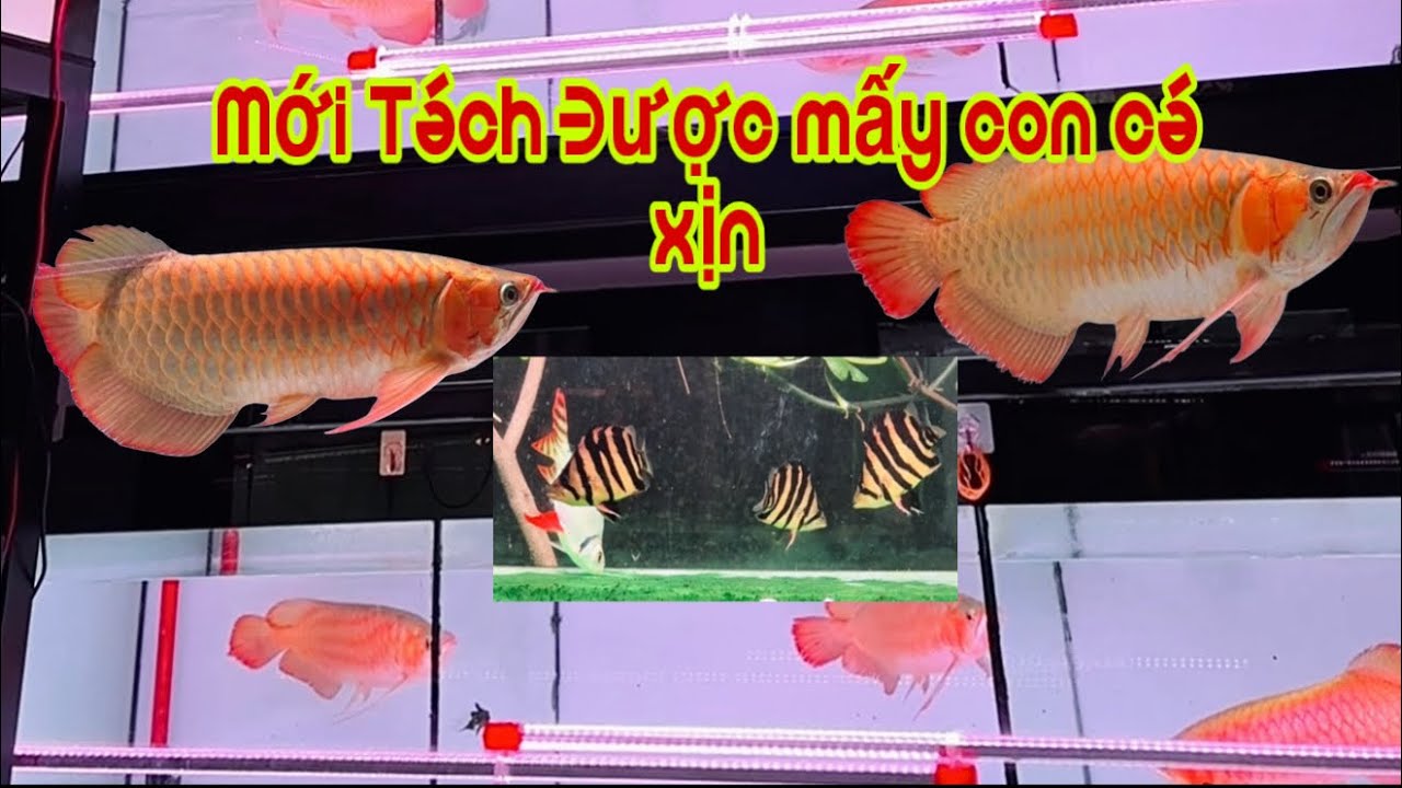 Mới Tách Được Mấy Bé Huyết Lớn Xịn- Chất Màu Đẹp - Cá Rồng Truyền Trần 