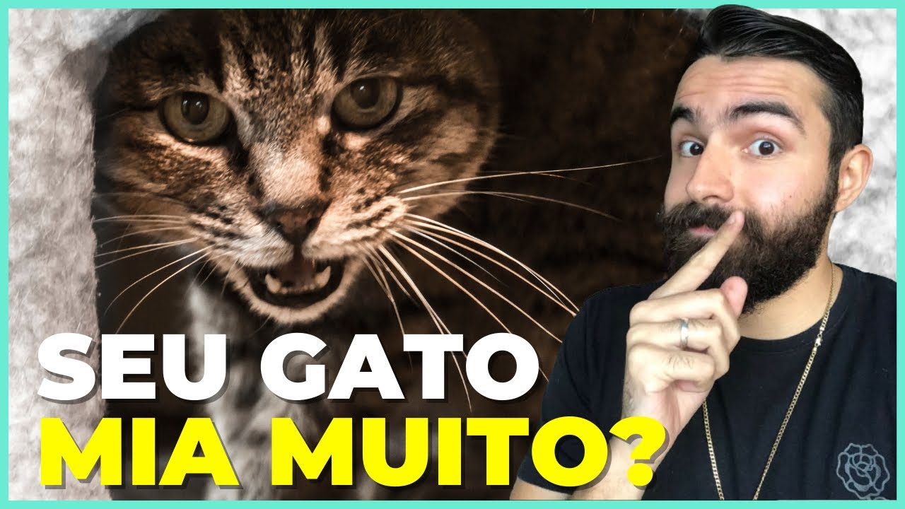Meu Gato Não Para De Miar... É POR ISSO!
