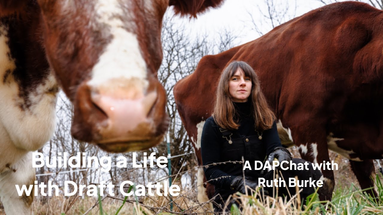 Building a Life with Draft Cattle with Ruth Burke - May 2025 DAPChat