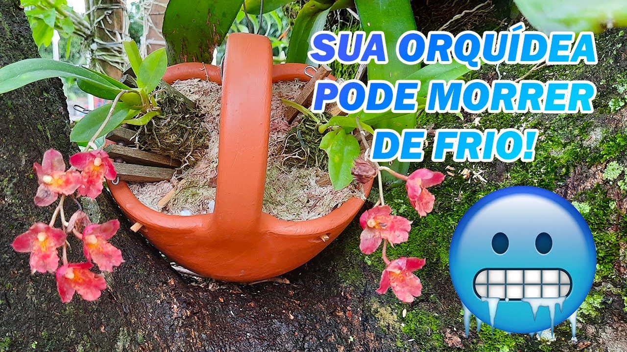 Como Proteger as Orquídeas do Frio Intenso