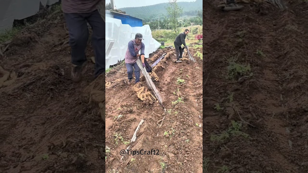 Spread the plastic sheet, and the wild yam will grow flat
