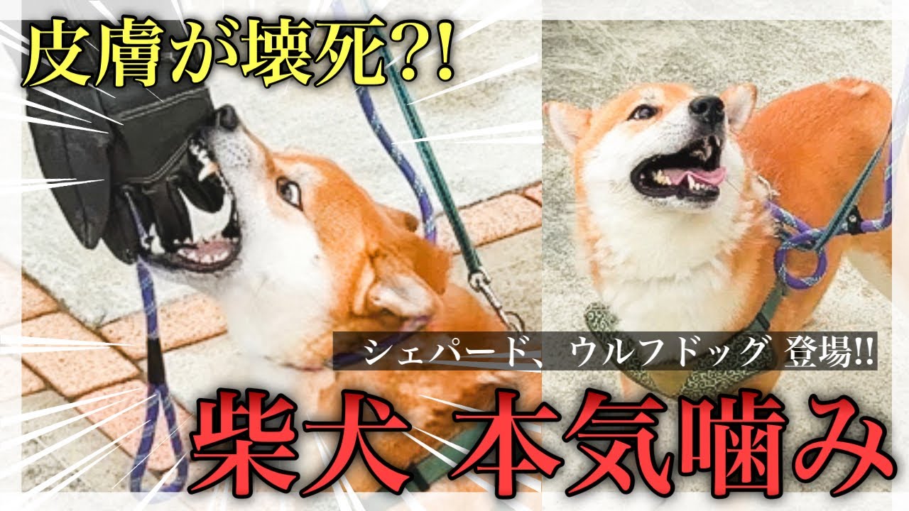 【本気噛み】断られやすい柴犬…叱らずオヤツ使わずトレーニング！【Dog Libre】