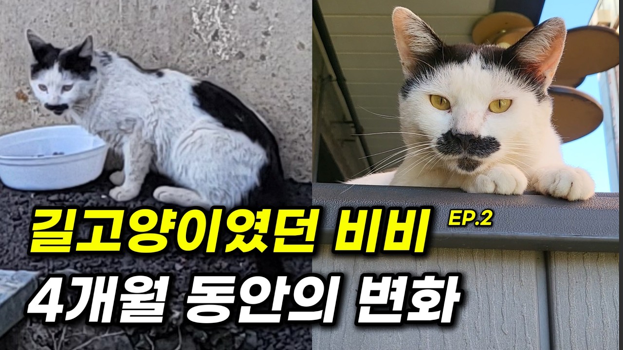 [비비이야기] 길고양이였던 비비의 슬기로운 정원생활 (4개월 동안의 변화)