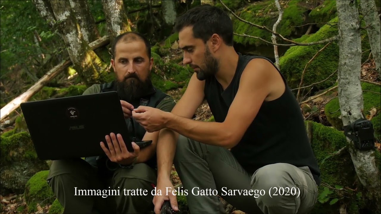 Il Gatto selvatico sull'Appennino Ligure