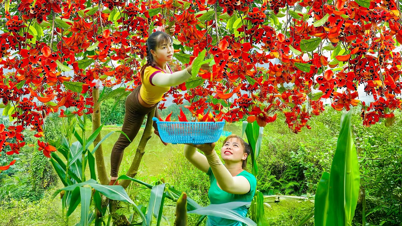TIMELAPSE -- Harvest Giant Red Wild SANG Fruits 1.5Kg Each Fruit, Go to Market Sell & Take Care Duck