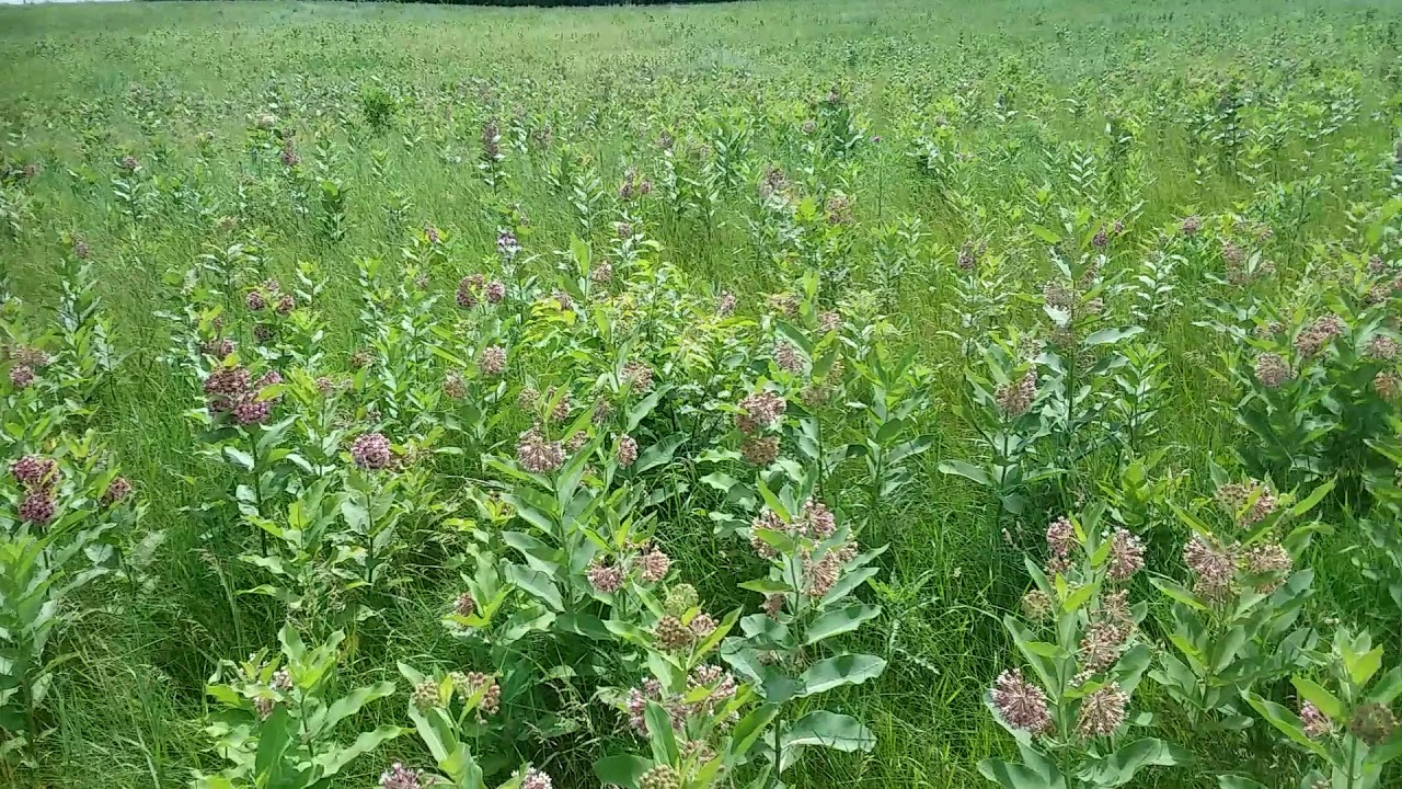 Old Field Management