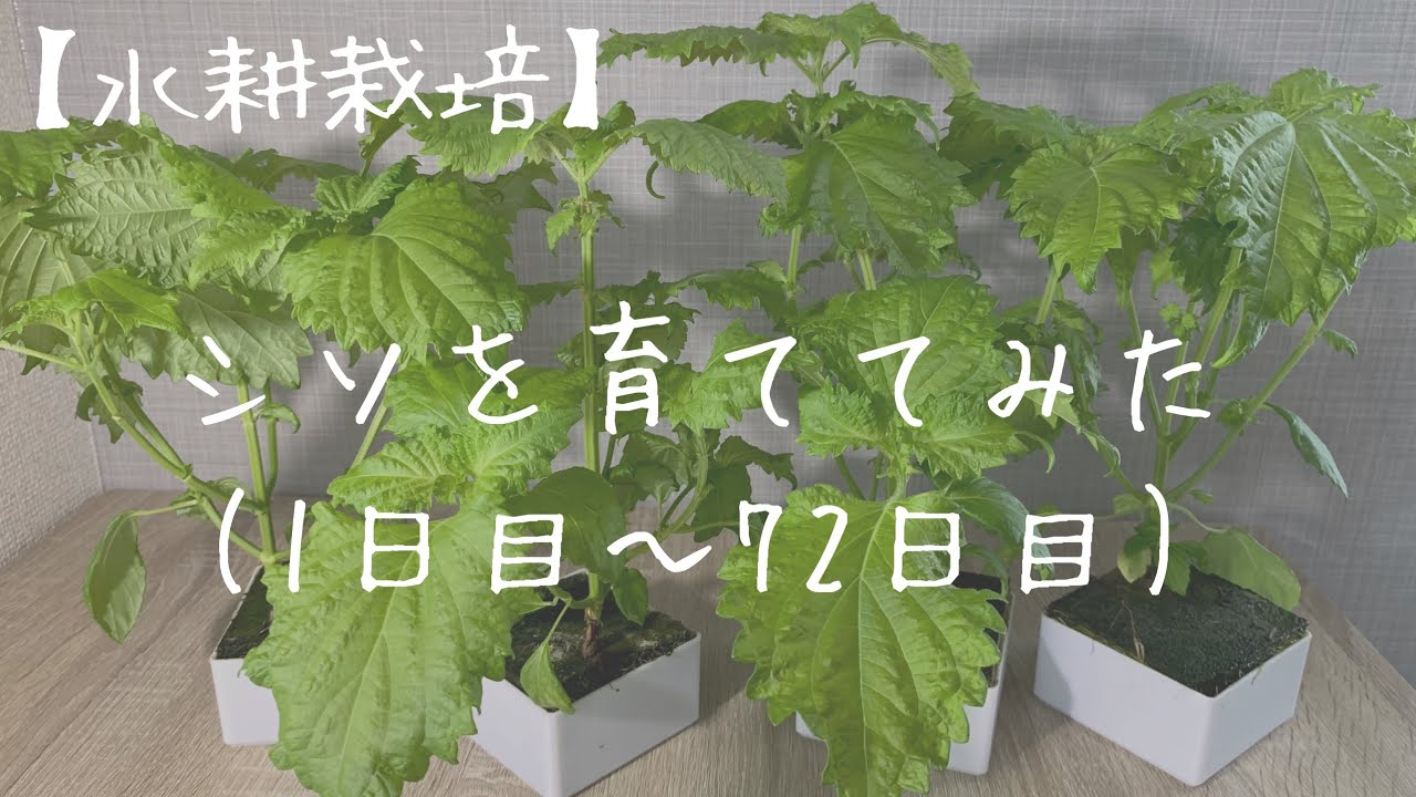【水耕栽培】シソを育ててみた　1日目〜72日目