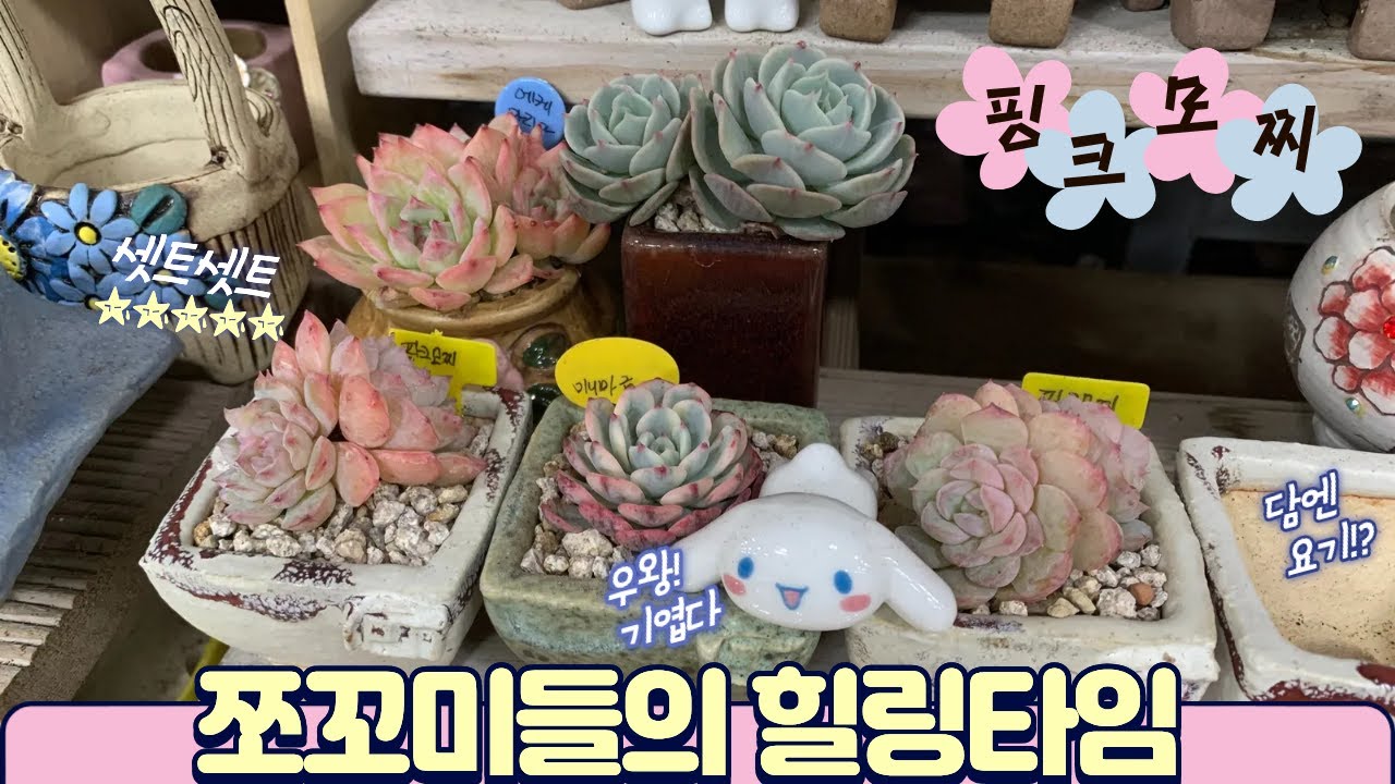 260130[다육식재] 간단하게 힐링 ~쪼꼬미 핑크모찌 쪼꼬메도 할건 다합니다 ㅎㅎ