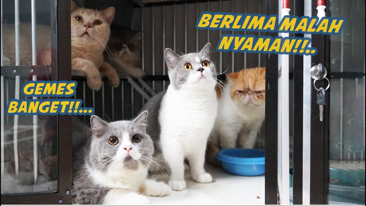 KUCING KUCING DISINI NYOBAIN KANDANG BARU
