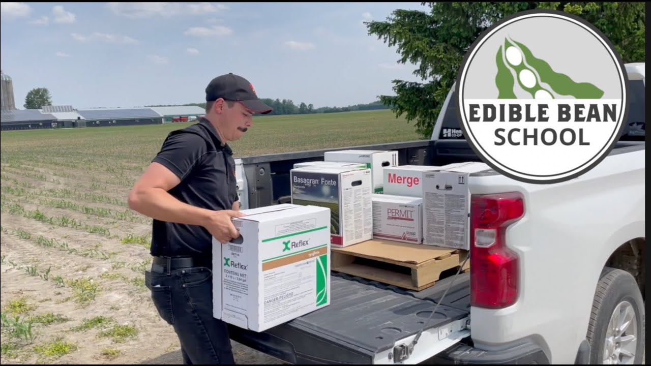 Edible Bean School: Controlling post-emergent weeds