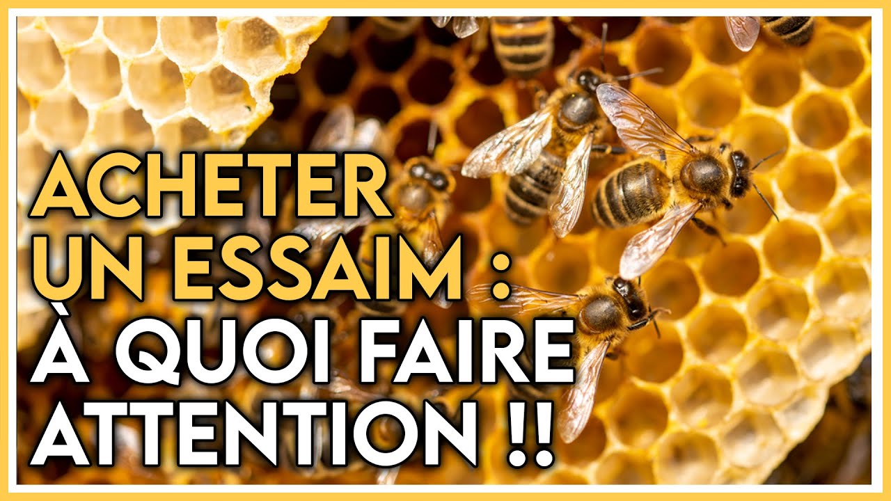 Acheter un essaim ! A quoi faire attention !!