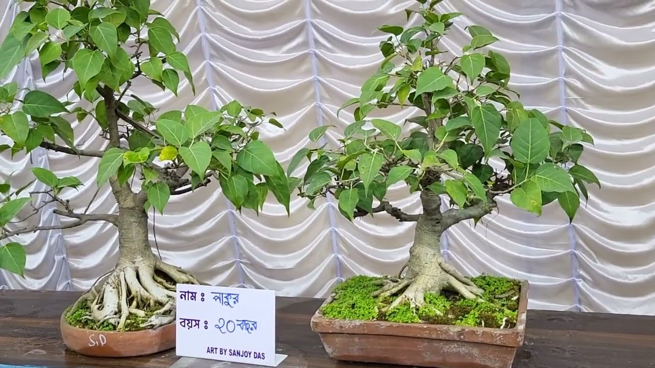 আমার সাথে ফুলের প্রদর্শনীতে See Flower exhibition with me