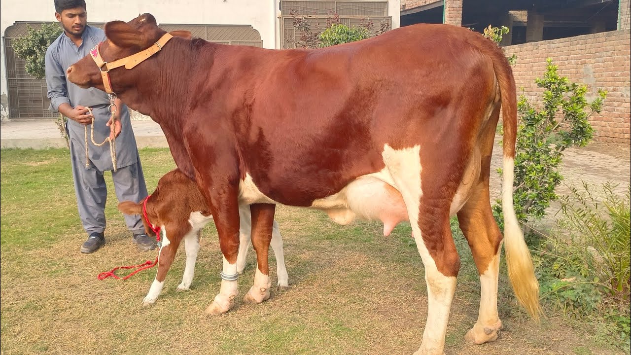 Jarsi frizan cross cow for sale in Pakistan and 