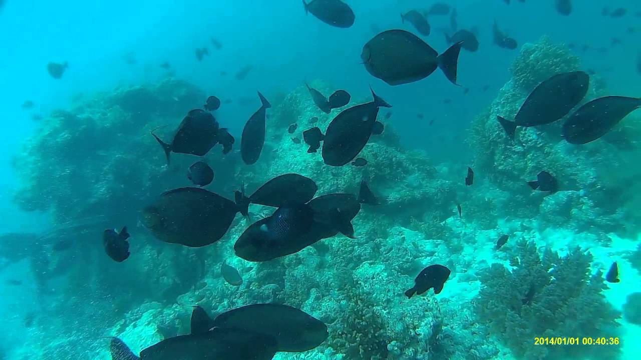 Oceanplayer