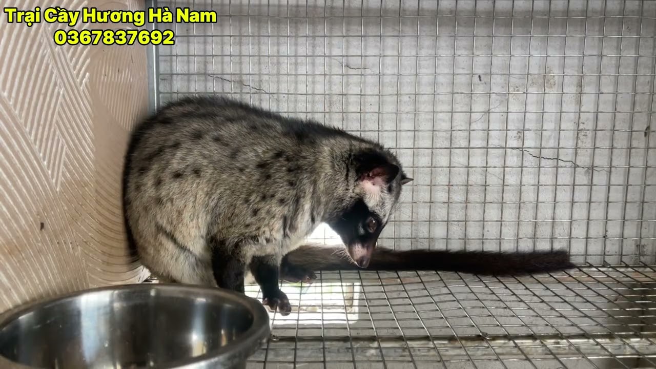 Giá bao tiêu đầu ra của Cầy Hương là Bao Nhiêu