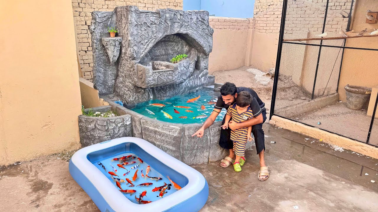 Aj Hum Colourful Fishes Le Aiy Hain😍 Hmara Fountain Phr Se Machliyo Se Bhr Gea❤️