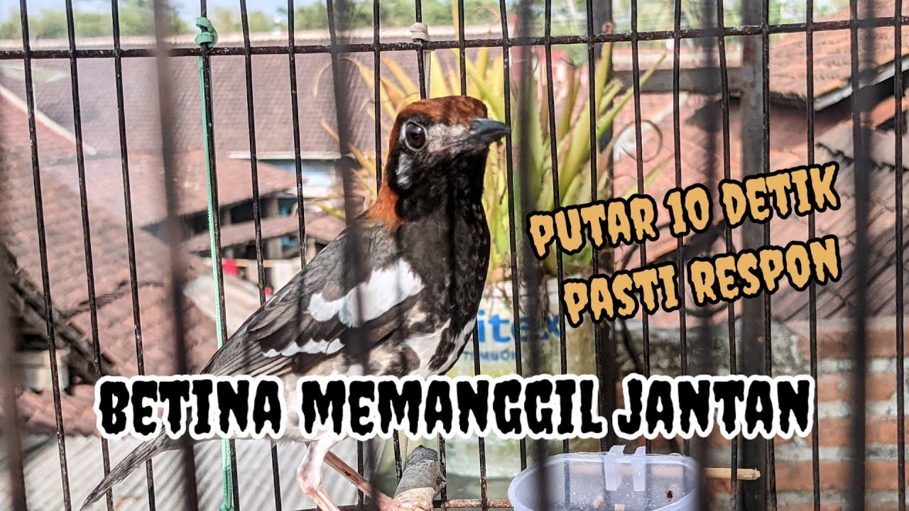 Pancingan anis kembang betina memanggil jantan || rayuan anis kembang betina.