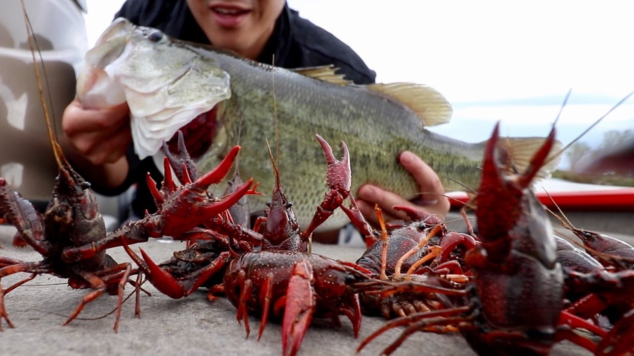 Catching GINORMOUS Bass on RED Crawfish!!! Loser gets a 