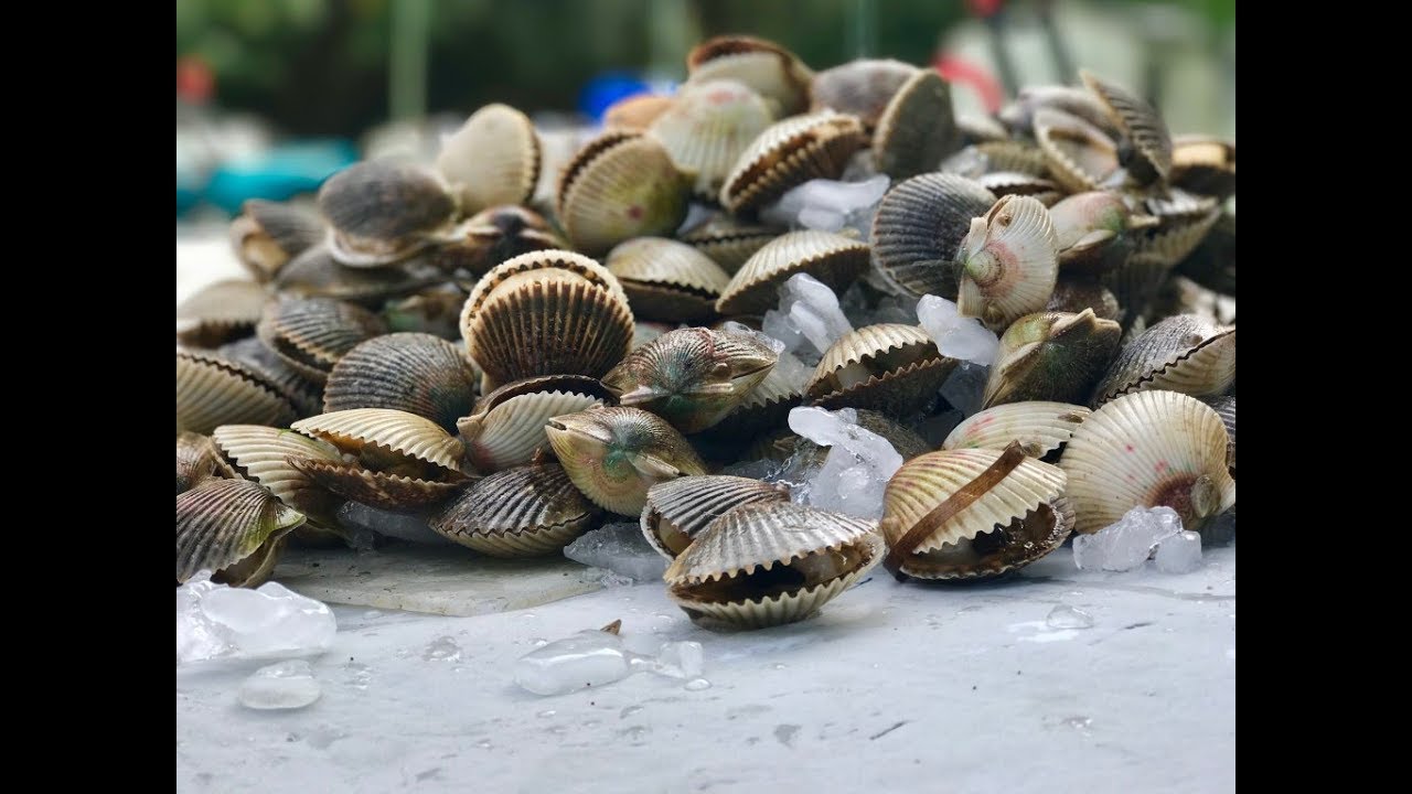 Scalloping in Tampa Bay
