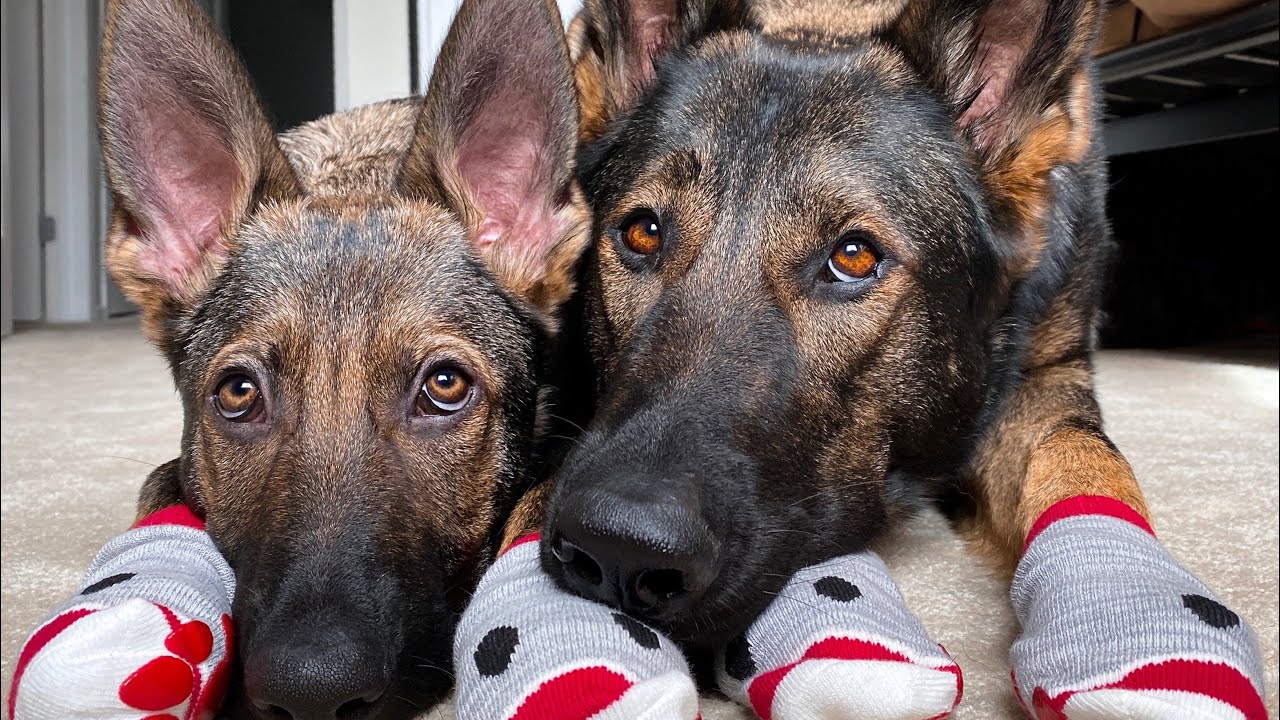 25 Cute Sounds A German Shepherd Makes