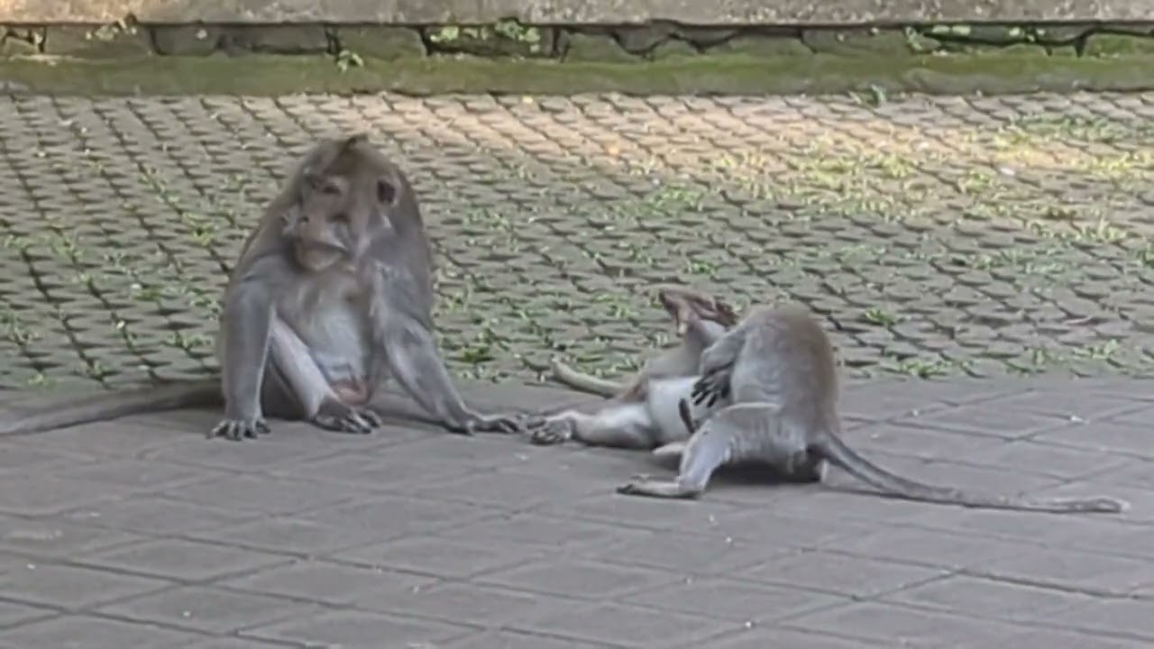 Antics at Monkey Forest Bali