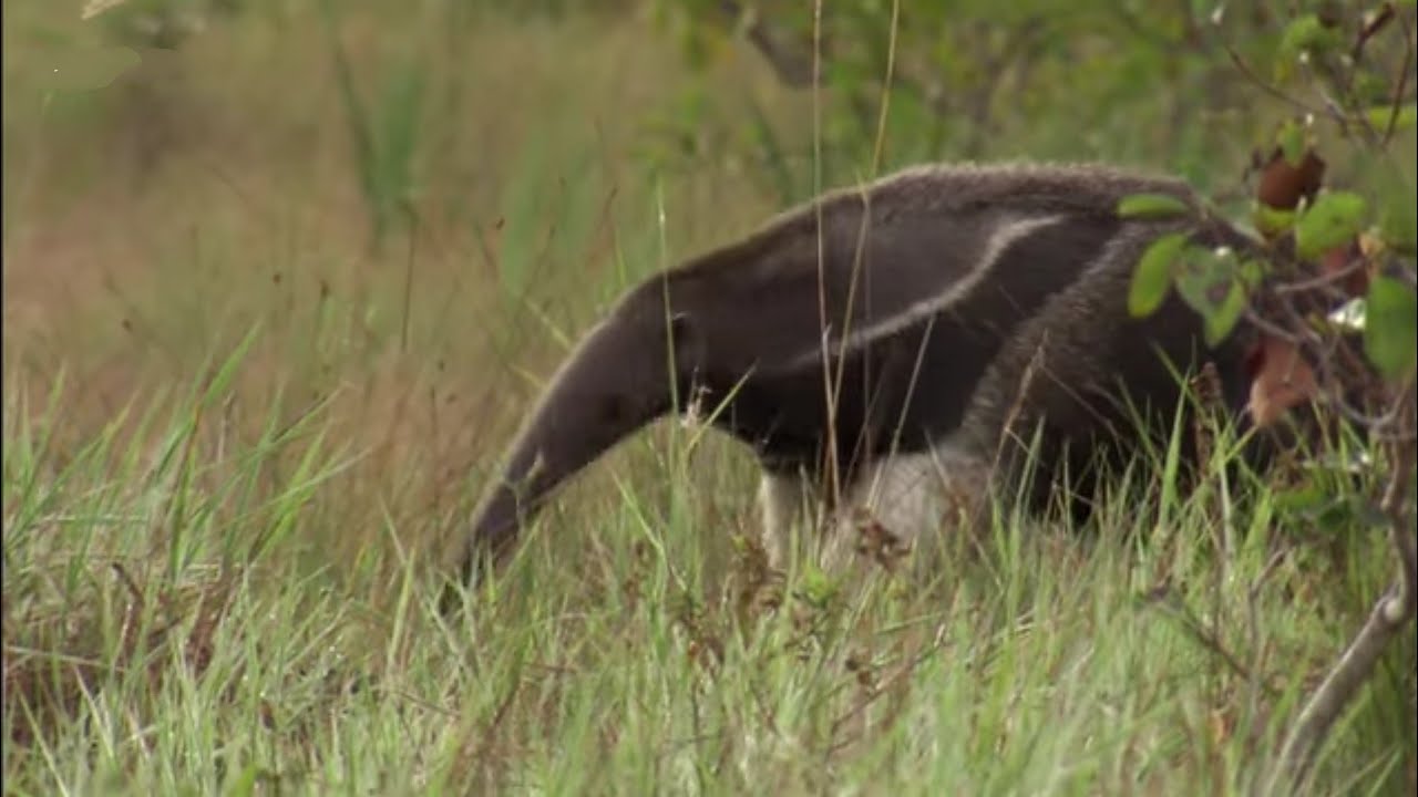 A GIANT ANTEATER TRACKING 😲😱😲#giant #anteater #wildlifeclash #wildlifesanctuary 