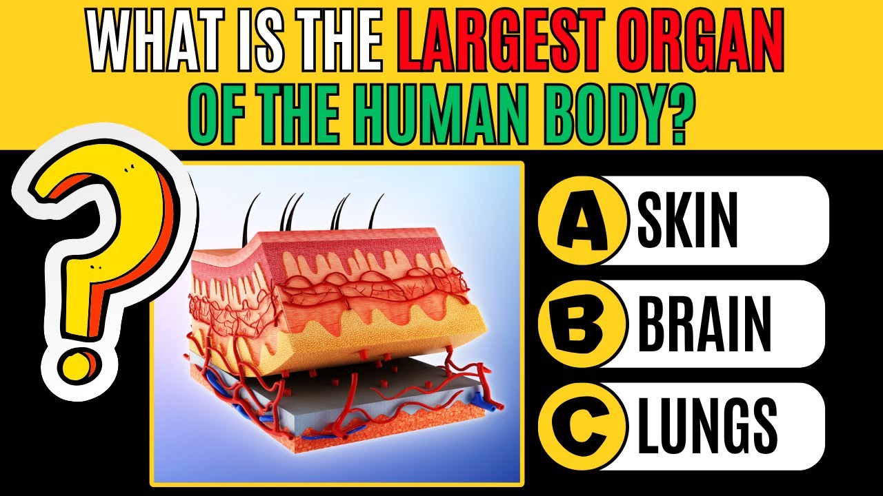 How Well Do You Know Your Skin? 🧴 | 30-Question Anatomy Quiz