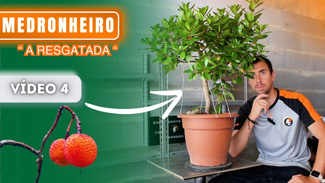 PODA para RAMIFICAR FUTURO BONSAI MEDRONHEIRO  - ATUALIZAÇÃO