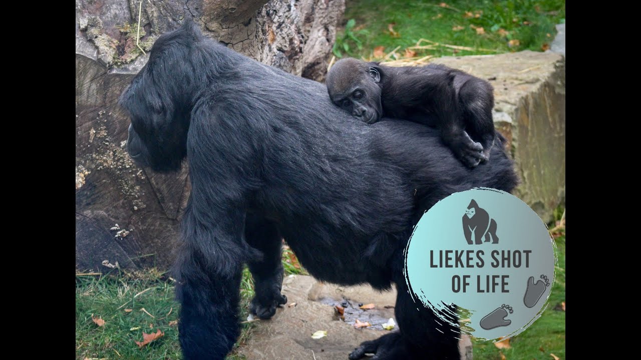 THREE FAVORITES IN ONE VIDEO -  GORILLA AMAHORO, THANDIE AND VIZAZI