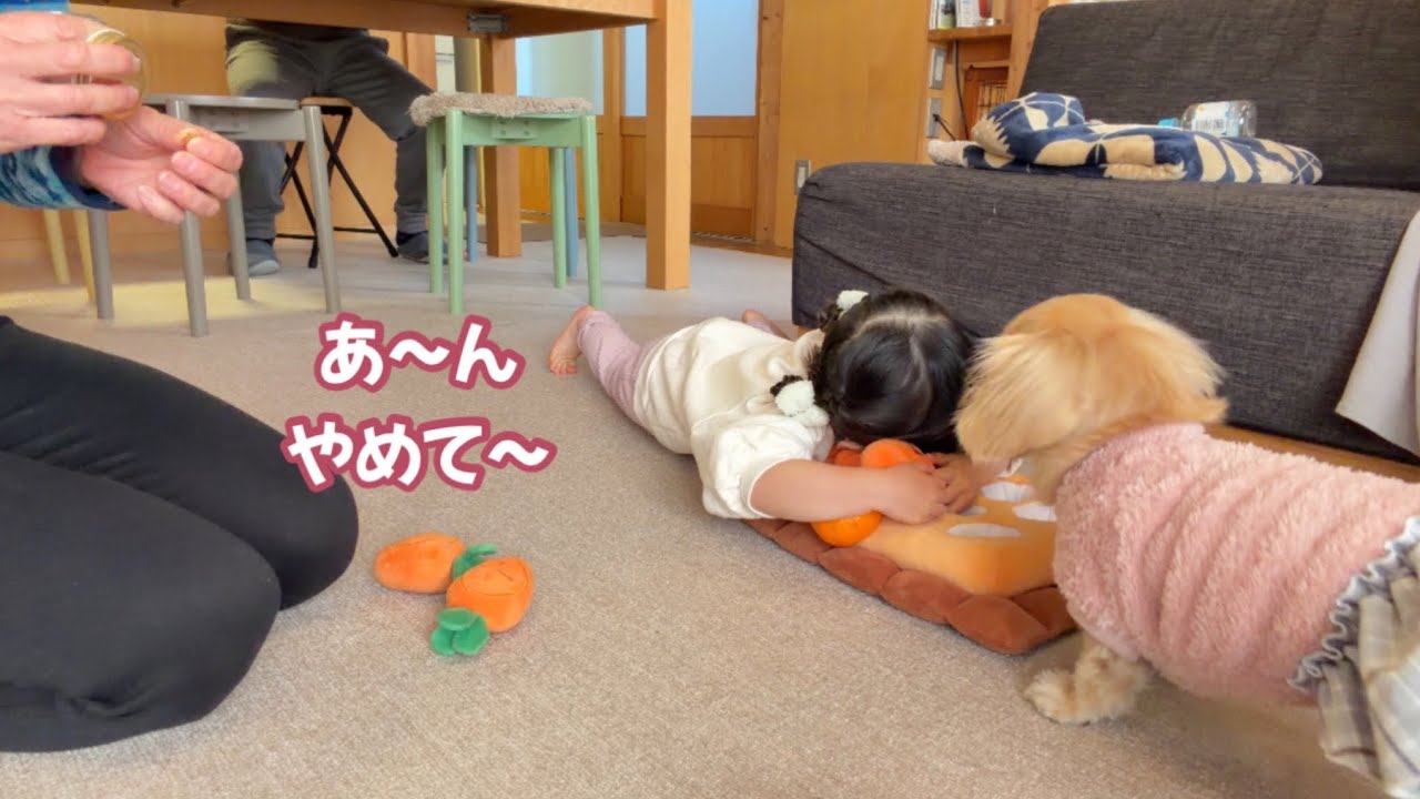 くすっと笑える【にんじん畑】で遊ぶ孫とむぎちゃん❤️