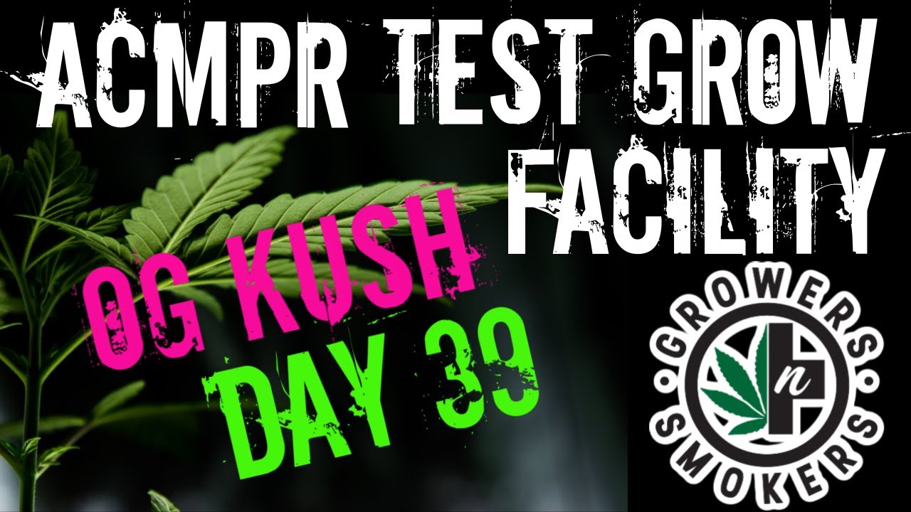 DAY 39 ACMPR Test Grow facility OG Kush Cannabis Autoflower Sonoma seeds bud formation flyby