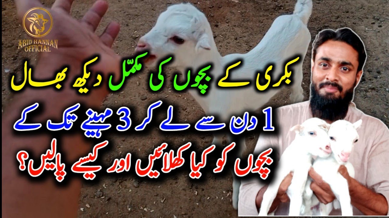 How To Raise and Care Of New Baby Goats |  بکری کا اکیلا چھوٹا بچہ کیسے پالیں۔ || Part 01.