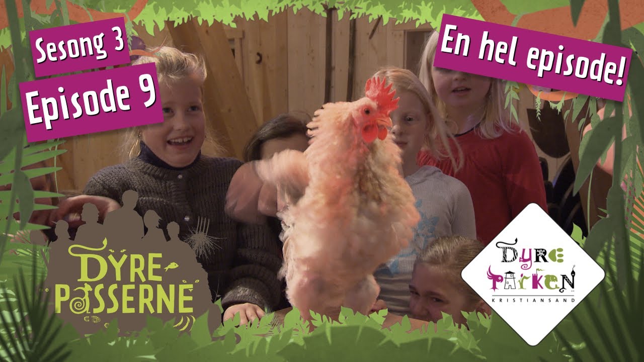 Nervøs hane står for underholdningen | Dyrepasserne S3E9 | Dyreparken